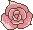 a pink flower blossom